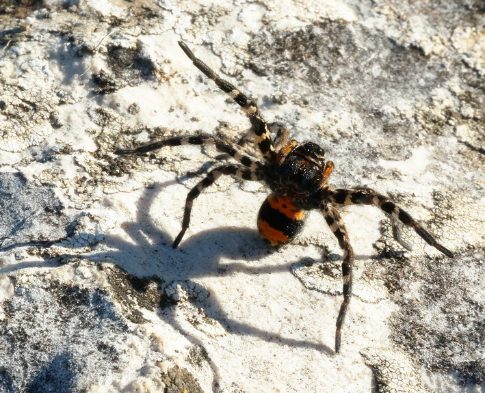 Hogna narbonensis? No. Lycosa tarantula - S.G. Rotondo (FG)